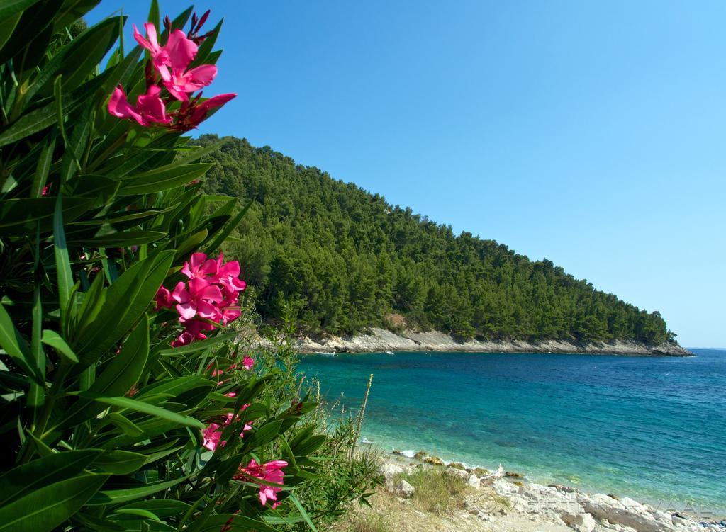 White House Apartments Korcula Town Bagian luar foto